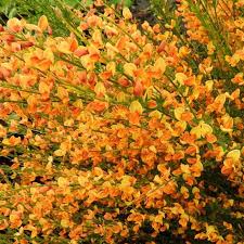 Cytisus Apricot Gem - Shrubs - Windyridge Garden Centre