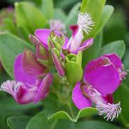 Polygala Myrtifolia - Shrubs - Windyridge Garden Centre