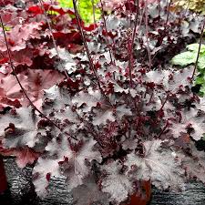 HEUCHERA Black Beauty
