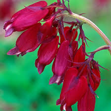 DICENTRA form. Bacchanal