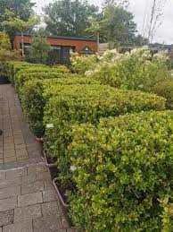 Ilex crenata Dark Green  P14