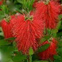 Callistemon Laevis - Shrubs - Windyridge Garden Centre