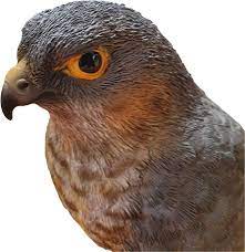 Real Life Sparrowhawk D