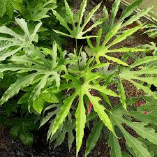 Fatsia Polycarpa Green Fingers - Shrubs - Windyridge Garden Centre