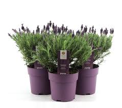 LAVANDULA s. Lusi Purple WN (Lavender)