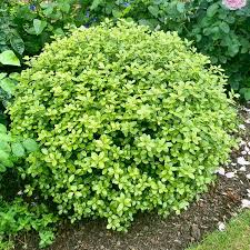 PITTOSPORUM tenu. Golf Ball