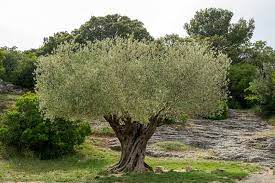 Olea Europea In Cvs Ciotola Diam. 90 Cm Clt 160   Circ. Tr. 100 - 140 Cm  1/2 Std   Bonsai - Grow Your Own - Windyridge Garden Centre