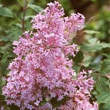 Syringa Josée