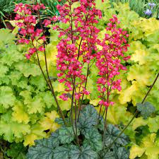 Coral Bells Heuchera Paris (2Ltr Pot) - Herbaceous - Windyridge Garden Centre