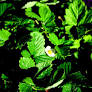 Fragaria vesca Alexandra