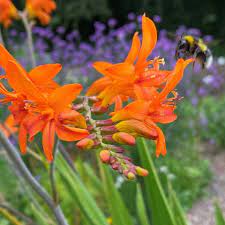 Crocosmia Saracen