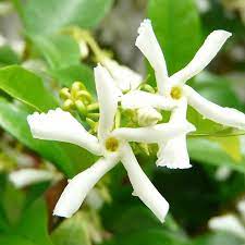 Star Jasmine Trachelospermum jasminoides (19cm Pot)