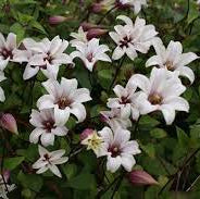 Clematis-Princess-Kate-Planted-1