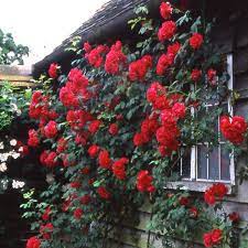 Rosa Pauls Scarlet Climbing