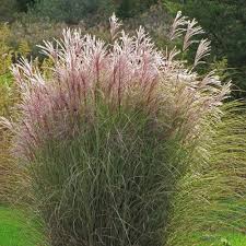 Miscanthus sin. Morning Light