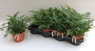 Humata tyermannii
