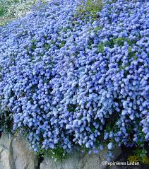 Ceanothus Thyrs Repens