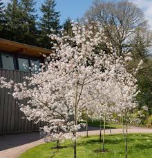 AMELANCHIER LAMARKII