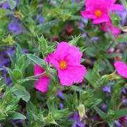 Cistus `Sunset - Shrubs - Windyridge Garden Centre