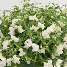 Antirrhinum Candy White