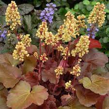 HEUCHERA Little Cutie Blondie