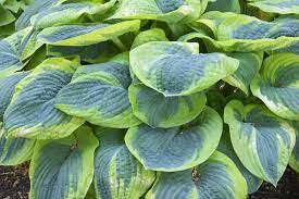 Hosta sieb. Frances Williams 3L