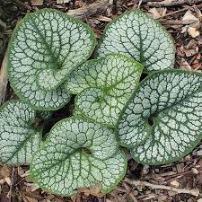 Brunnera M. Jack Of Diamonds - Herbaceous - Windyridge Garden Centre
