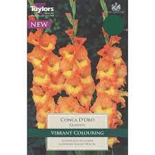 10 GLADIOLI CONCA D'ORO 10-12