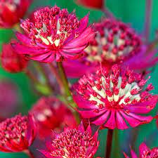 Astrantia Ruby Wedding