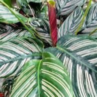 Calathea ornata (Forever)  P14