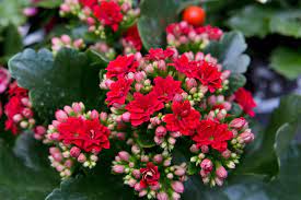 Kalanchoe Gardenlina  Red  P15 - Indoor Plants - Windyridge Garden Centre