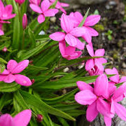 Rhodohypoxis milliodes Paula