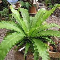 Asplenium nidus  P17
