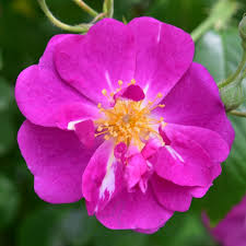 Paeonia 'Angel Cheeks' - Roses - Windyridge Garden Centre