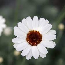 Rhodanthemum Casablanca - Herbaceous - Windyridge Garden Centre