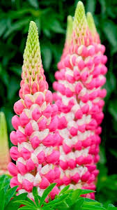 Lupin WC Rachel de Thame 5 Ltr