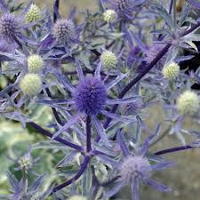 Eryngium Jade Frost   PVR