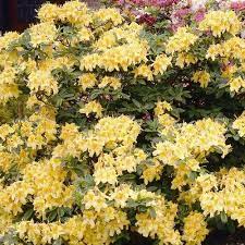 Rhododendron Parfumollis yellow  3 Ltr pot