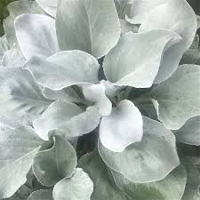 Senecio Angel Wings - Shrubs - Windyridge Garden Centre