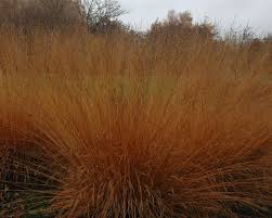 Molinia Arund. Transparent 3Ltr Pot - Herbaceous - Windyridge Garden Centre