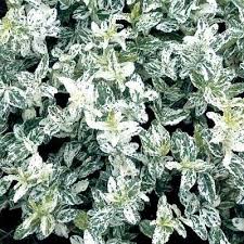 Euonymus fort. Harlequin