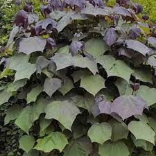 Catalpa erubescens Purpurea