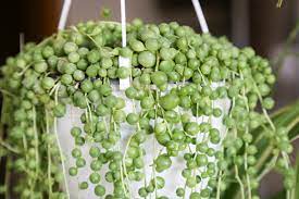 Senecio rowleyanus 14cm Hanging Pot ( String of Pearls )