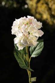 Hydrangea-White/Pink/Green