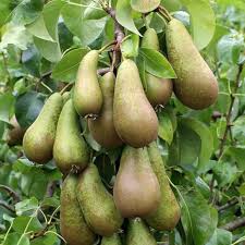 Pear Conferance - Trees - Windyridge Garden Centre