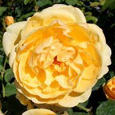 Rosa 'Roald Dahl' - Roses - Windyridge Garden Centre