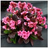 Bergenia Dragonfly Sakura - Herbaceous - Windyridge Garden Centre