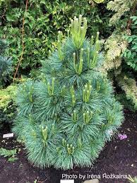 Pinus schwerinii Wiethorst  30-40 CM 3 Ltr