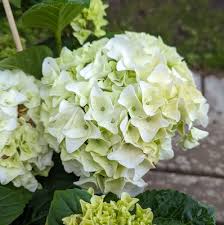 Hydrangea Macr. White  5 Ltr Pot - Shrubs - Windyridge Garden Centre