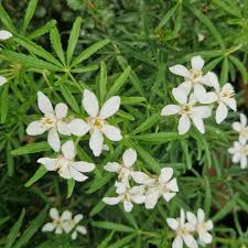 CHOISYA TERNATA WHITE DAZZLER